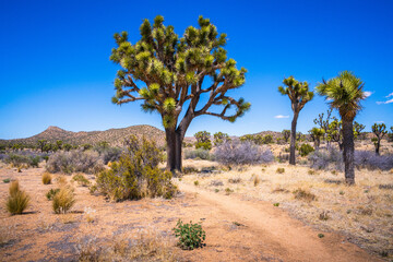 hiking in joshua tree national park in california, usa