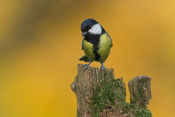 Great Tit (Parus major) perched on a mossy stump in autumn light, common bird species in the Czech Republic