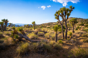 hiking in joshua tree national park in california, usa