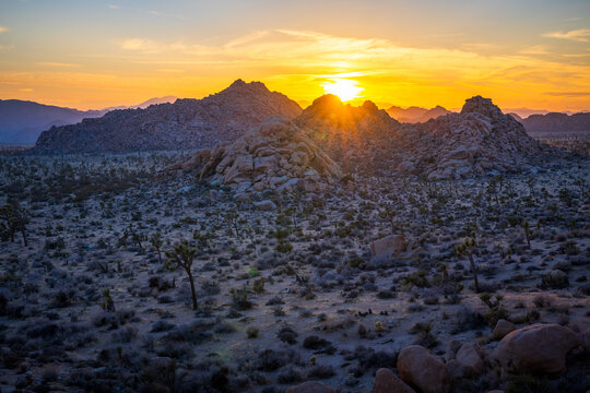 sunset at joshua tree national park in california, usa - Powered by Adobe