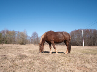Obraz premium solitary horse grazing outdoors, brown horse foraging in open countryside, grazing brown horse in dry land under sunny sky, lone brown horse feeding on winter grass in rustic open landscape