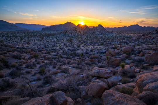 sunset at joshua tree national park in california, usa