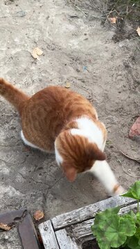 A ginger and white cat caught a shrew and is playing with it.