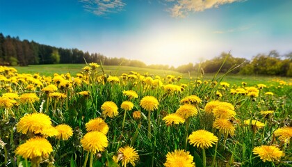 Fototapeta premium Yellow Dandelions On A Grass Field