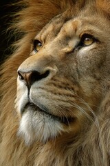 Fototapeta premium Lion showing strength and courage looking up
