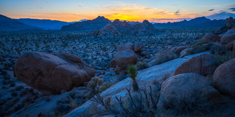 sunset at joshua tree national park in california, usa