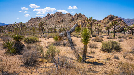 hiking in joshua tree national park in california, usa