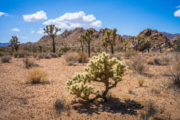 hiking in joshua tree national park in california, usa
