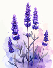 Fototapeta premium Watercolor painting of vibrant lavender flowers in full bloom.
