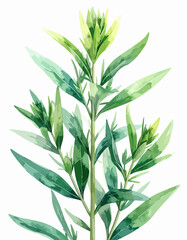 Fototapeta premium A delicate watercolor illustration of a green botanical plant with leaves on a stem.