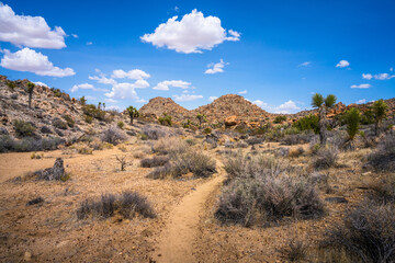 hiking in joshua tree national park in california, usa