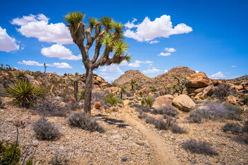 hiking in joshua tree national park in california, usa