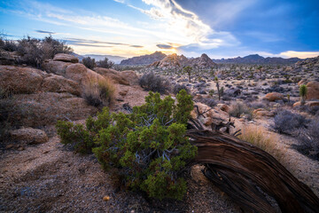 sunset at joshua tree national park in california, usa