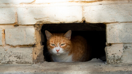 A ginger cat with white markings rests in a small opening of a brick wall. The cat appears relaxed and alert, enjoying the sunlight.
