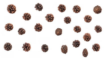 Collecting small pinecones for nature photography and craft projects