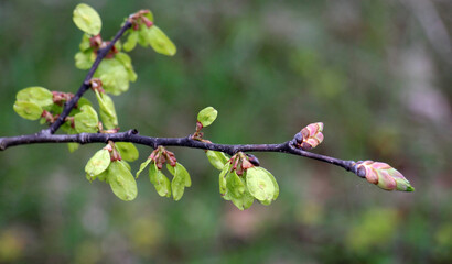 Elm (Ulmus) twig with leaves and flower