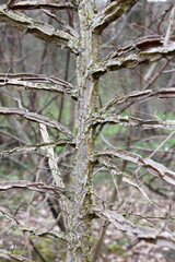 The trunk and branches of a cork elm tree (Ulmus minor)