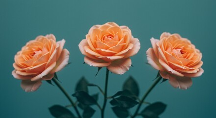 Elegant peach roses bloom against a teal backdrop, perfect for wedding invitations, romantic designs, or adding a soft, floral touch to any project
