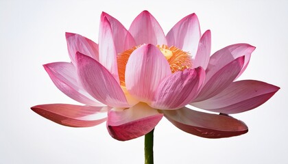 Beautiful Pink Lotus Flower Isolated On Transparent And White Background