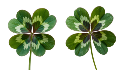 Two fourleaf clovers isolated on transparent background, symbol of luck