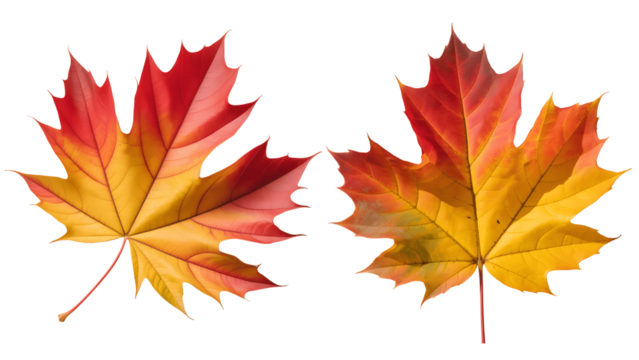 Two maple leaves isolated on transparent background, autumn colors display