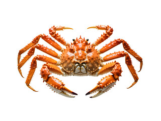 Japanese spider crab isolated on transparent background, full frontal view