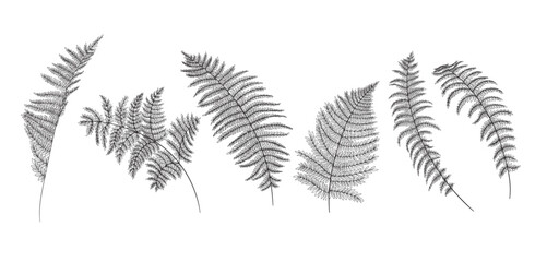 Drawing of leaves of forest fern. Vector illustration