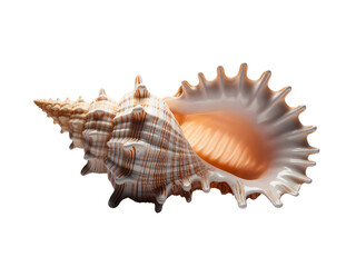 Obraz premium Seashell isolated on transparent background, showing intricate details