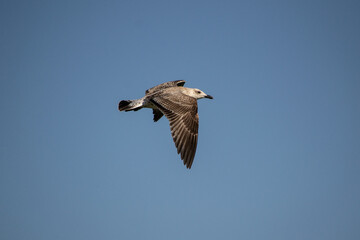 seagull in flight