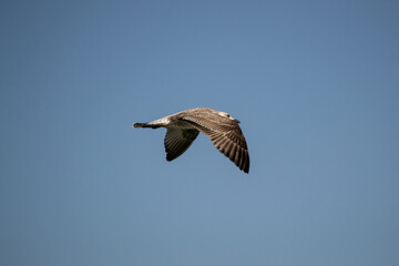 seagull in flight