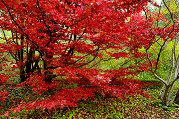 .Red branches of parrotia persica