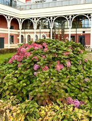 Fototapeta premium St. Petersburg in autumn. Beautiful cityscape of Izmailovsky Garden with flowerbed of decorativel plants and blooming pink hydrangea flowers near the Youth Theater on Fontanka