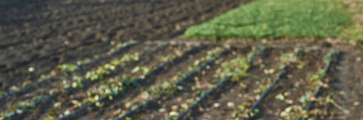 Blurry view of freshly planted crops with green patch on fertile farm land.