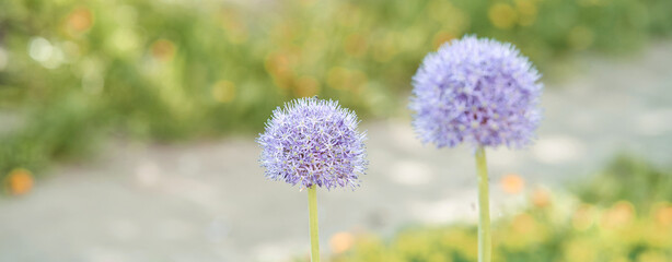 Close-up of purple allium flowers in a sunlit garden setting.