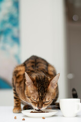 A beautiful domestic Bengal cat is captured in a close-up view as it eagerly eats food from a small...