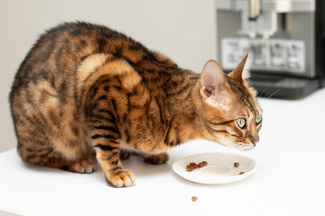 A beautiful domestic Bengal cat is captured in a close-up view as it eagerly eats food from a small saucer placed on a clean white kitchen table.