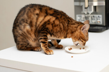 A beautiful domestic Bengal cat is captured in a close-up view as it eagerly eats food from a small saucer placed on a clean white kitchen table.