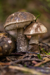Boletus leccinum scabrum or birch bolete, edible mushroom wild grows in the forest, natural seasonal background, close-up