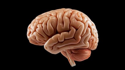 Exploring the intricacies of the human brain scientific study laboratory setting detailed view neuroscience concept