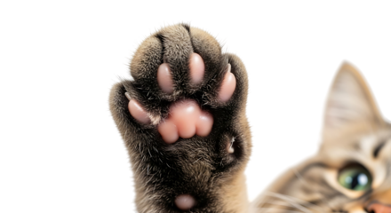 Closeup of a cats paw with pink toe beans isolated on transparent background