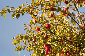 Ripe Red Apples on a Tree in Autumn Sunlight

Description:
Close-up of ripe red apples hanging on tree branches surrounded by green and yellow leaves in warm autumn sunlight.
