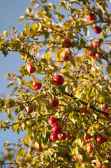 Ripe Red Apples on a Tree in Autumn Sunlight

Description:
Close-up of ripe red apples hanging on tree branches surrounded by green and yellow leaves in warm autumn sunlight.