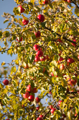 Ripe Red Apples on a Tree in Autumn Sunlight

Description:
Close-up of ripe red apples hanging on tree branches surrounded by green and yellow leaves in warm autumn sunlight.