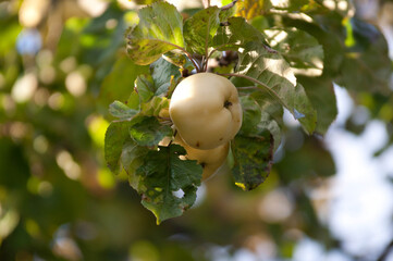 Antonovka Apple on a Tree Branch in Sunlight.Traditional Polish apple variety known for its tart flavor, used for juices, preserves, and baking.