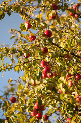 Ripe Red Apples on a Tree in Autumn Sunlight

Description:
Close-up of ripe red apples hanging on tree branches surrounded by green and yellow leaves in warm autumn sunlight.