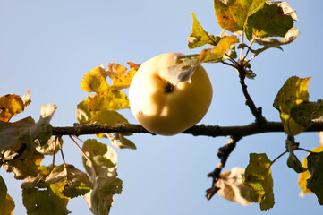 Antonovka Apple on a Tree Branch in Sunlight.Traditional Polish apple variety known for its tart flavor, used for juices, preserves, and baking.