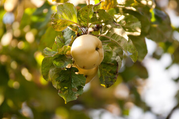 Antonovka Apple on a Tree Branch in Sunlight.Traditional Polish apple variety known for its tart flavor, used for juices, preserves, and baking.