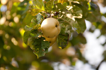 Antonovka Apple on a Tree Branch in Sunlight.Traditional Polish apple variety known for its tart flavor, used for juices, preserves, and baking.