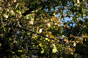 Antonovka Apple on a Tree Branch in Sunlight.Traditional Polish apple variety known for its tart flavor, used for juices, preserves, and baking.