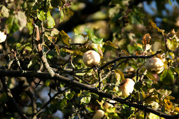 Antonovka Apple on a Tree Branch in Sunlight.Traditional Polish apple variety known for its tart flavor, used for juices, preserves, and baking.
